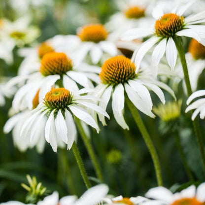 Double White Coneflower Seeds