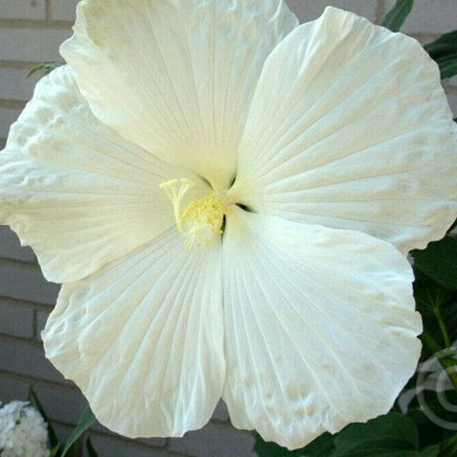25 Snow White Hibiscus Flower Seeds