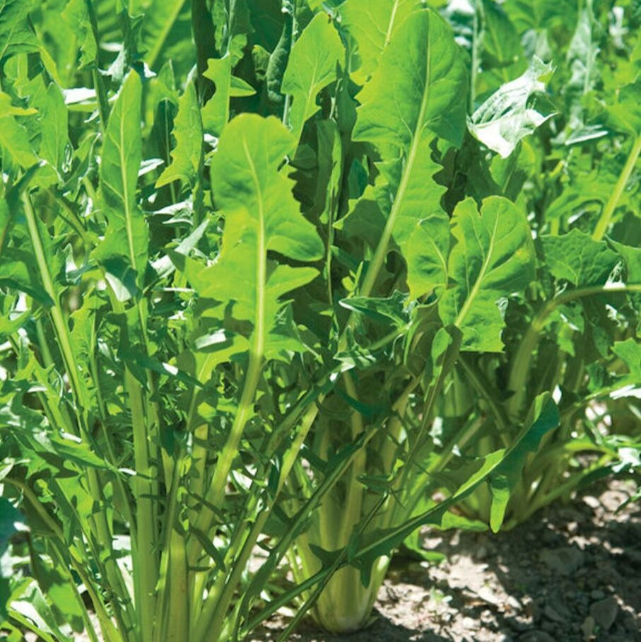 Catalogna Smaragdgrüner Endivien-Gemüsesamen