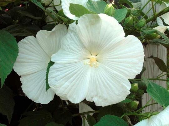 25 Snow White Hibiscus Flower Seeds