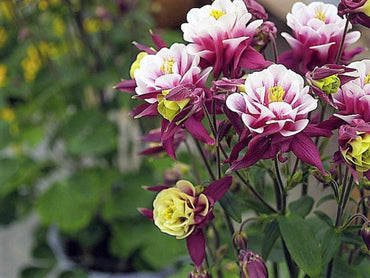 Winky Double Rose Columbine Flower Seeds
