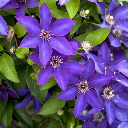 Dark Purple Clematis Flower Seeds