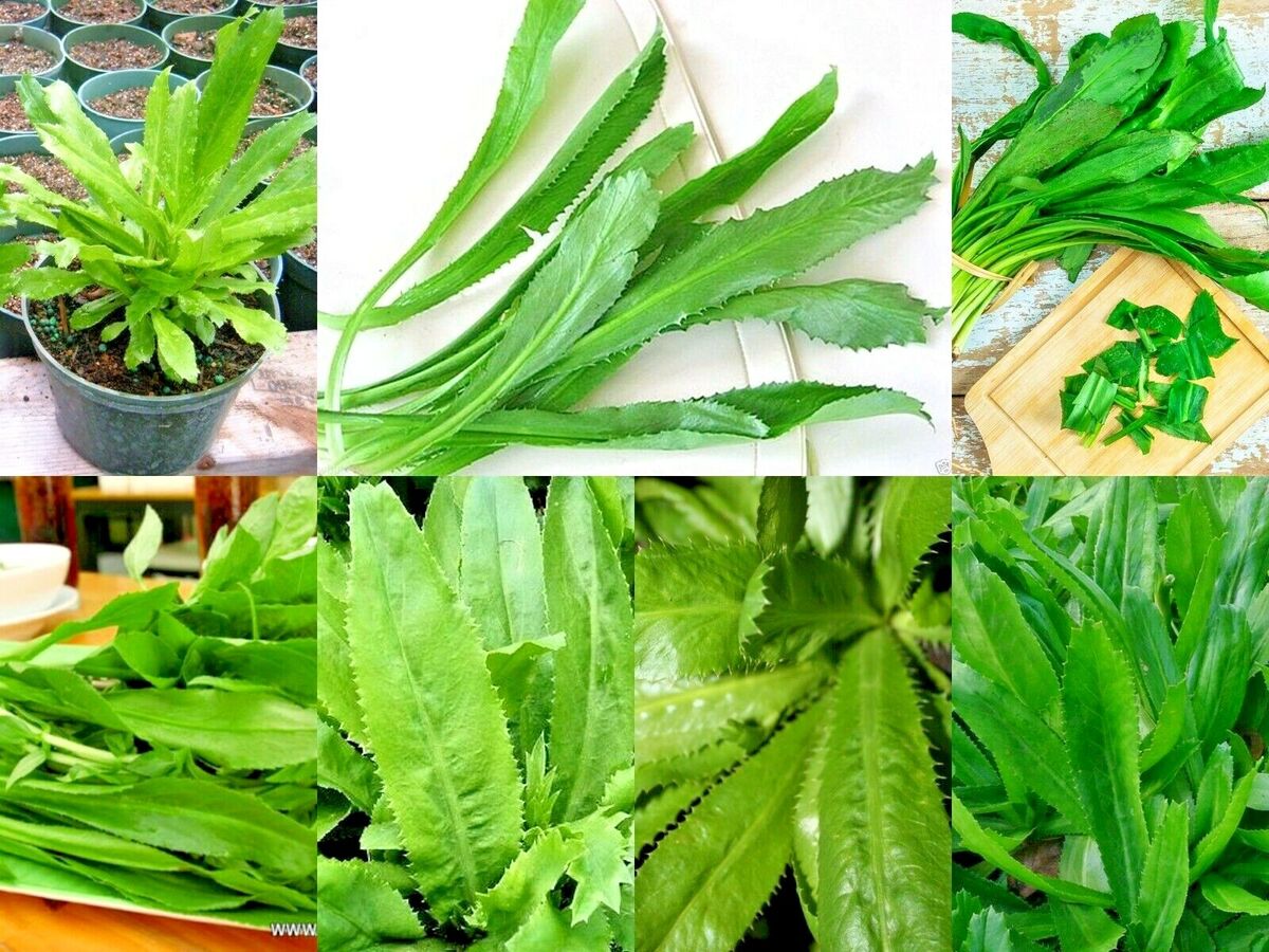 Culantro Herb Seeds