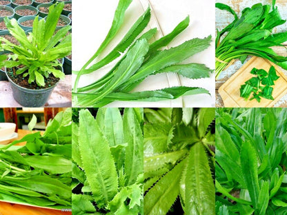Culantro Herb Seeds