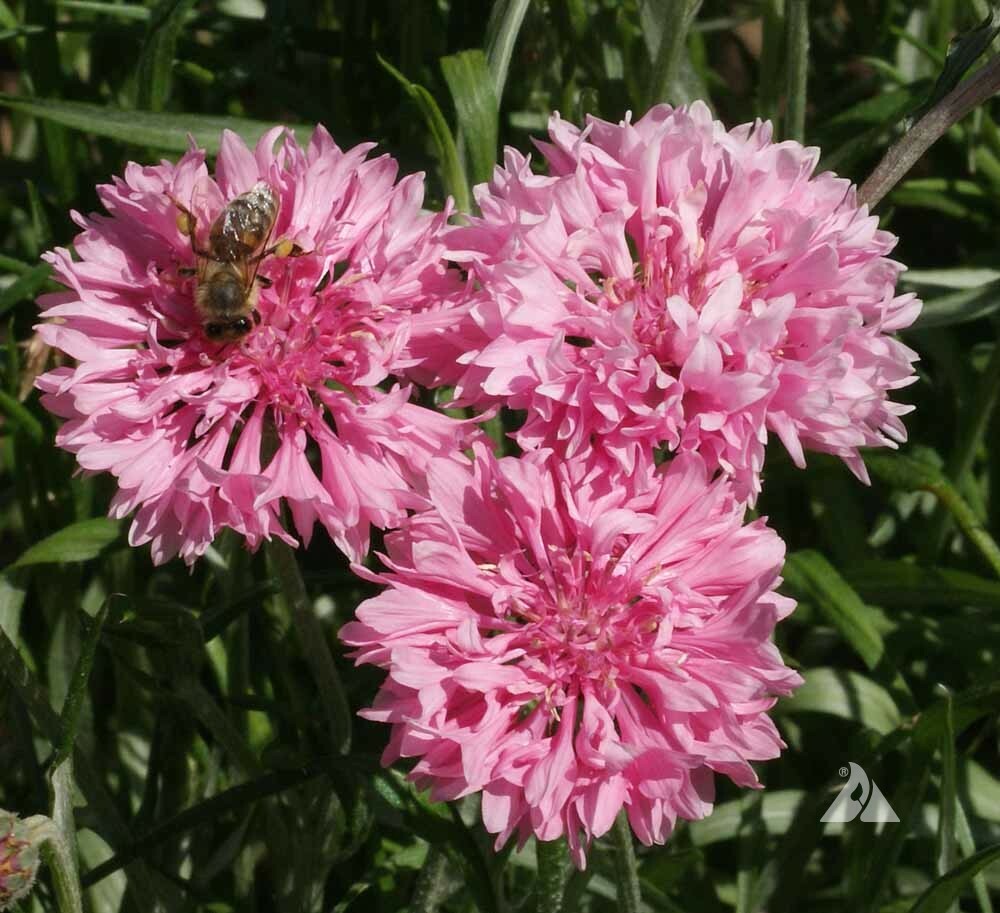Bachelor Buttons Seeds – Pink Charm Cornflower