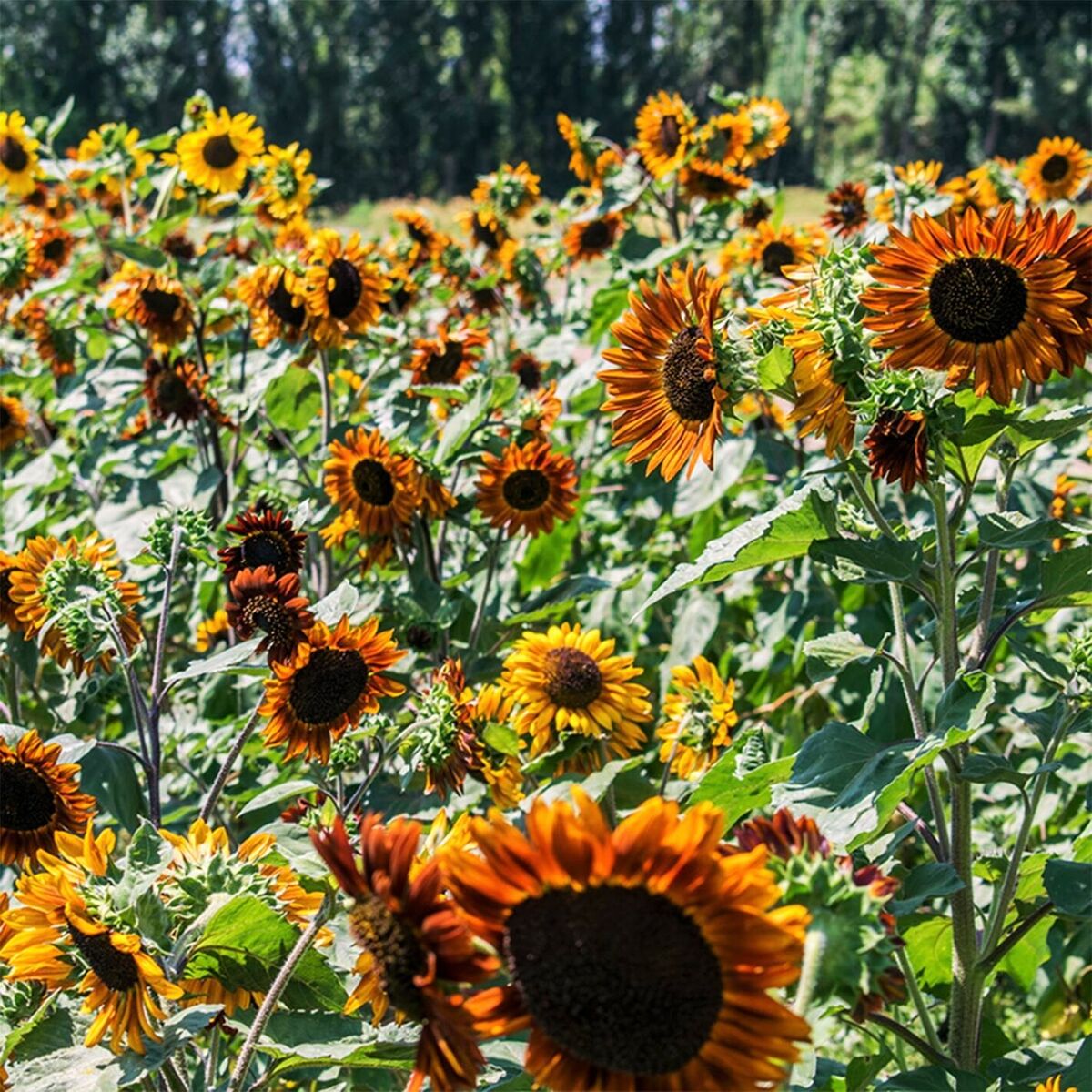Earth walker Sunflower Seeds