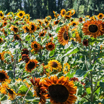 Earth walker Sunflower Seeds