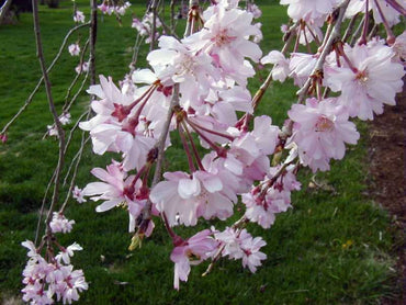Weeping Higan Cherry Flower Seeds
