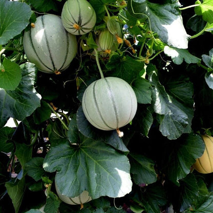Charentais Melon Fruit Seeds