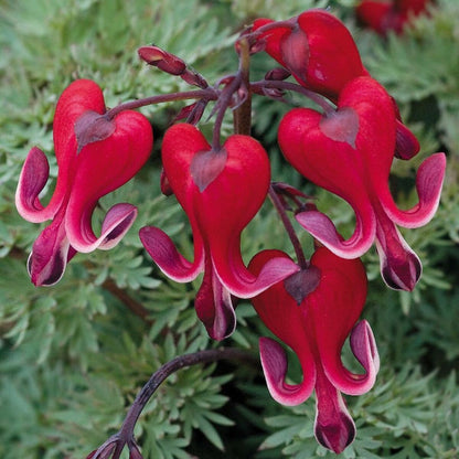 Fern-Leaf Bleeding Heart Flower Seeds (Dicentra Formosa)
