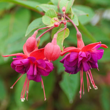 Pink Fuchsia Flower seeds for Planting - Pollinator Friendly, Heirloom & GMO Free Seeds for Home Garden