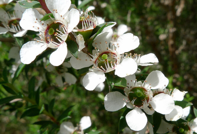 Manuka Tea Shrub Seeds for Planting – Heirloom, Non-GMO, Easy to Grow, Perennial