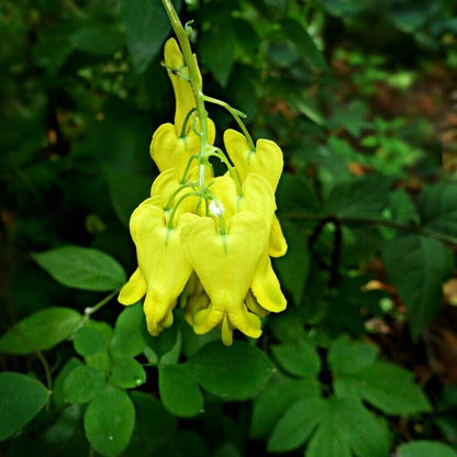 Yellow Bleeding Heart Flower Seeds