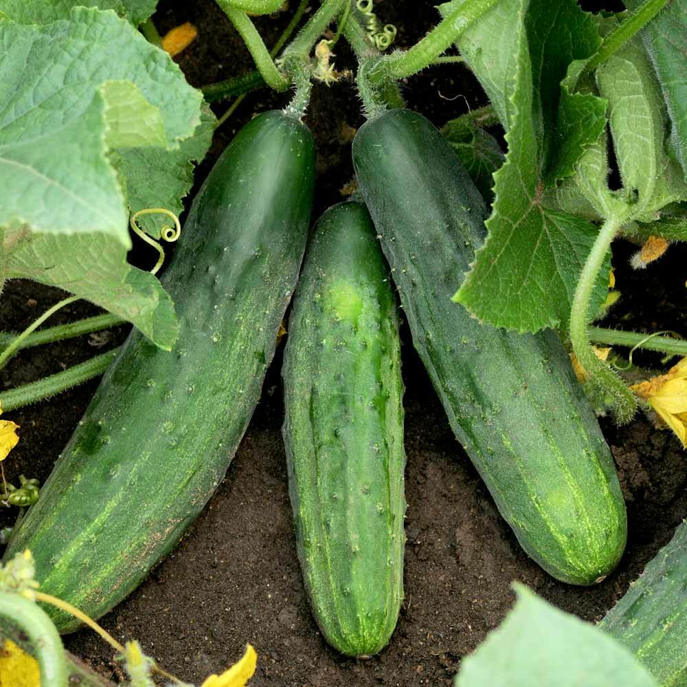 Semillas de Pepino Arbustivo Spacemaster – Apto para Contenedores