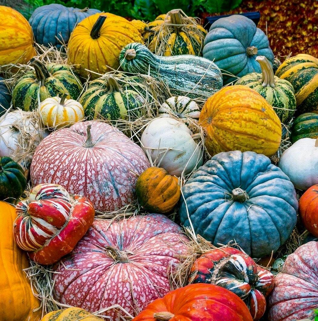 Semi miste di zucca e verdure