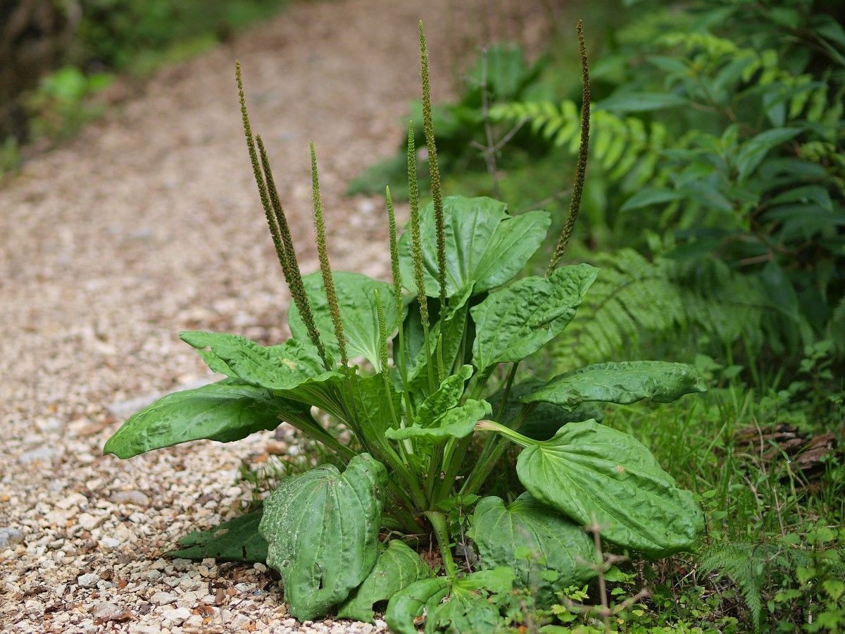 Plantago Asiatica Kräutersamen