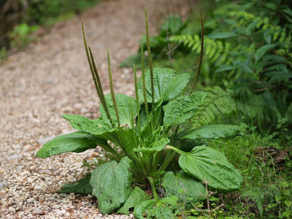 Plantago Asiatica Kräutersamen