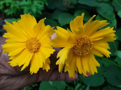 tickseed flower seeds Tickseed Flower Seeds for Planting – Heirloom, Non-GMO, Easy to Grow, – Pure Asia Seeds