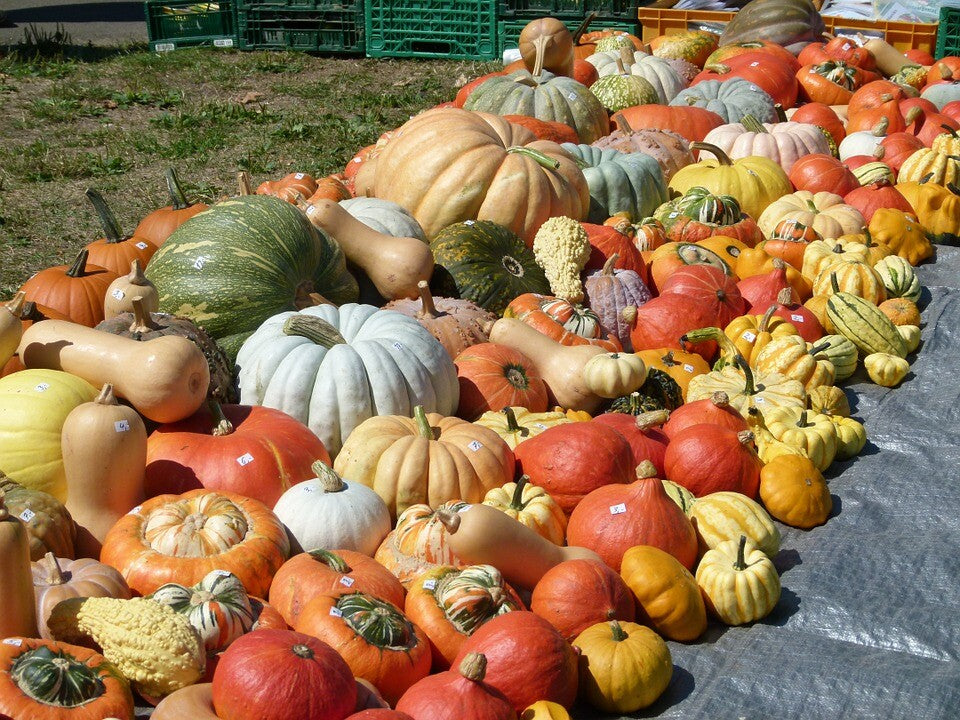 Semi miste di zucca e verdure