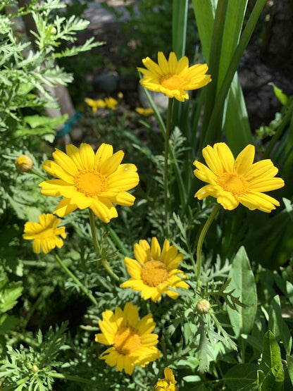 Semi di Erba di Margherita Corona