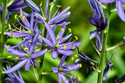 Camassia Quamash Flower Seeds