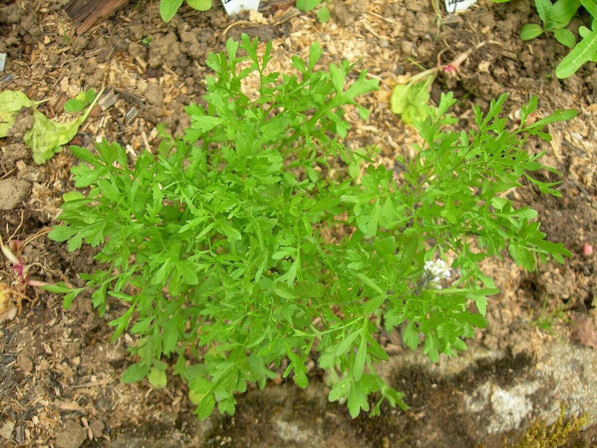 Garden Cress Herb Seeds