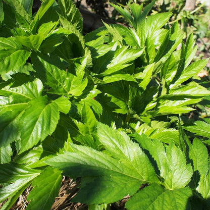 Semi di Ashitaba per Piantare - Coltiva la Tua Pianta Curativa Naturale