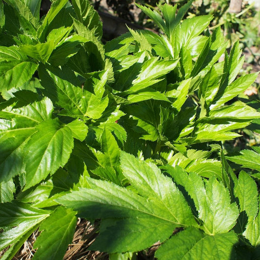 Ashitaba Seeds for Planting - Grow Your Own Herbal Wellness Plant