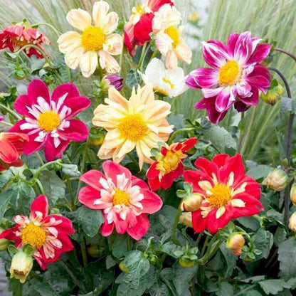 Collarette Dahlia Flower Seeds