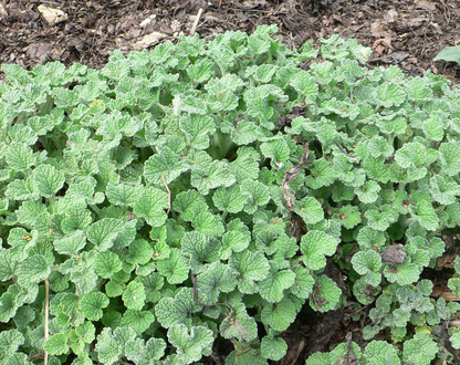 Semillas de marrubio (Marrubium vulgare) Semillas de hierbas