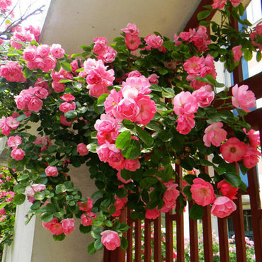 Climbing Pinkie Rose - Charming Pink Climbing Rose Bush for Your Garden