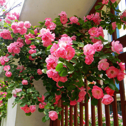 Climbing Pinkie Rose - Charming Pink Climbing Rose Bush for Your Garden