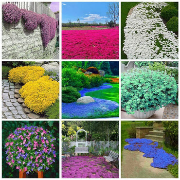 Rainbow Creeping Thyme Herb Seeds