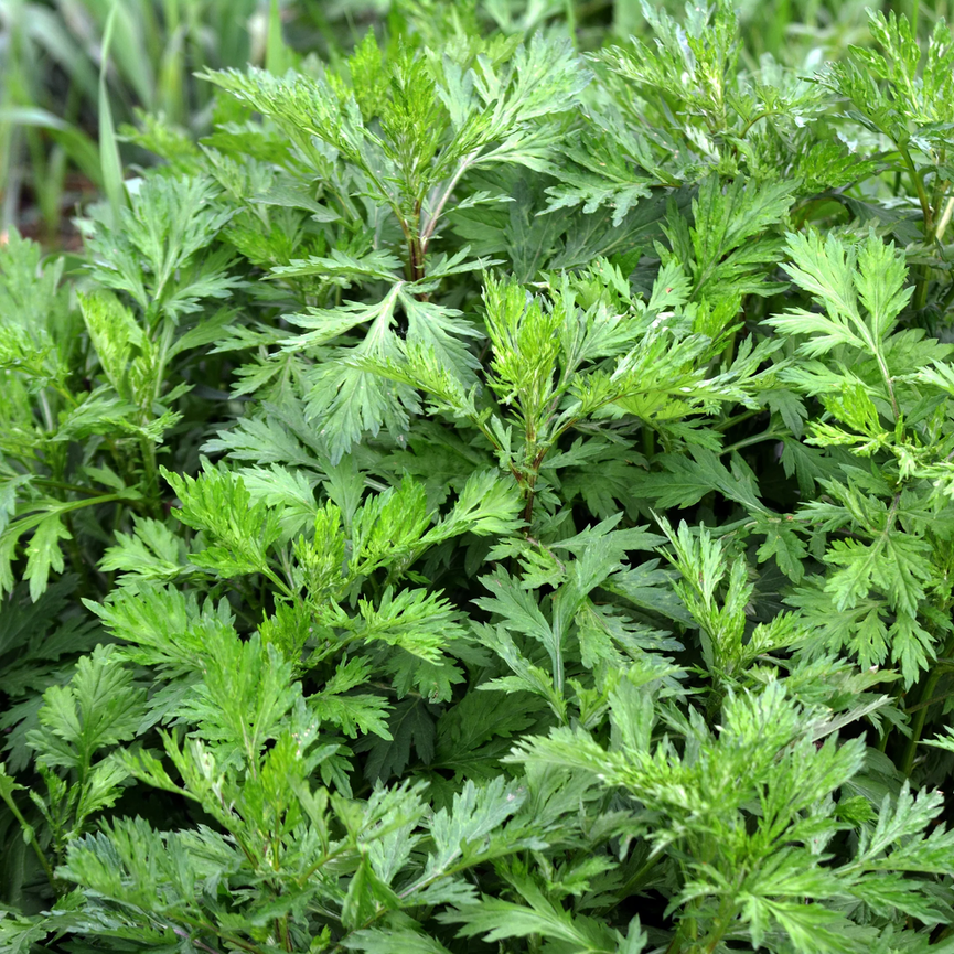 Graines d'herbe d'absinthe