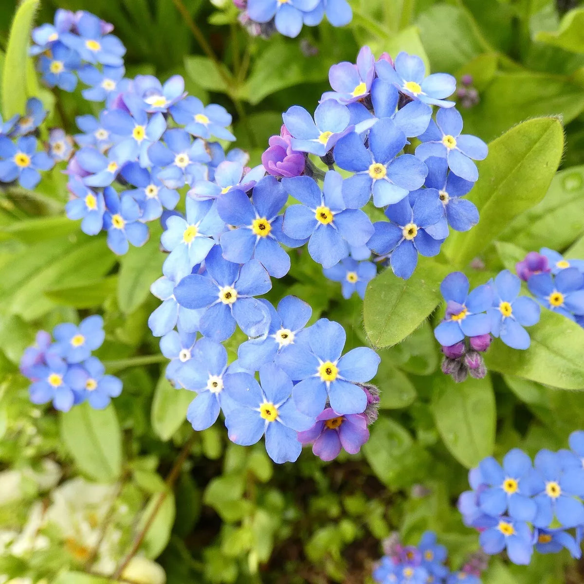 Blue Myosotis Flower seeds for Planting Low Maintenance Heirloom & GMO Free Seeds for Home Garden
 
 Sale seeds for home garden planting