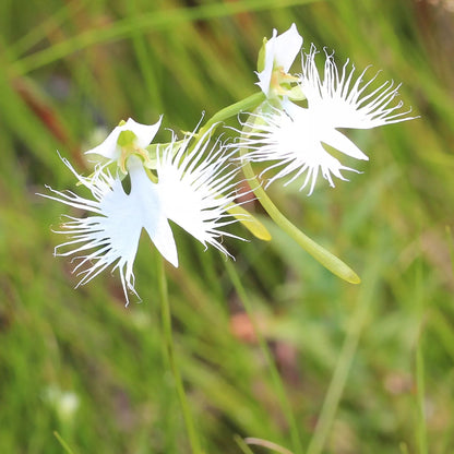 White Egret Flower seeds for Planting Drought Tolerant Heirloom & GMO Free Seeds for Home Garden
 
 Sale