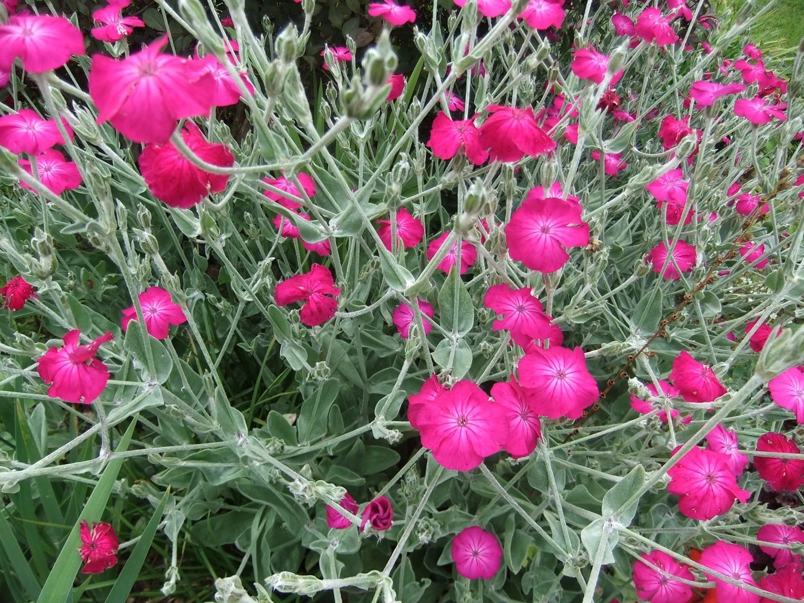 planting rose campion seeds Rose Campion Flower Seeds for Planting – Heirloom, Non-GMO, Easy to Gr – Pure Asia Seeds