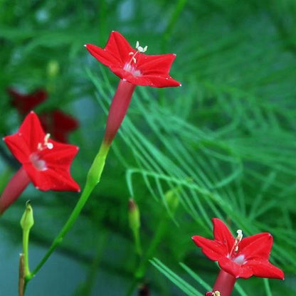 Cypress Vine Flower Seeds