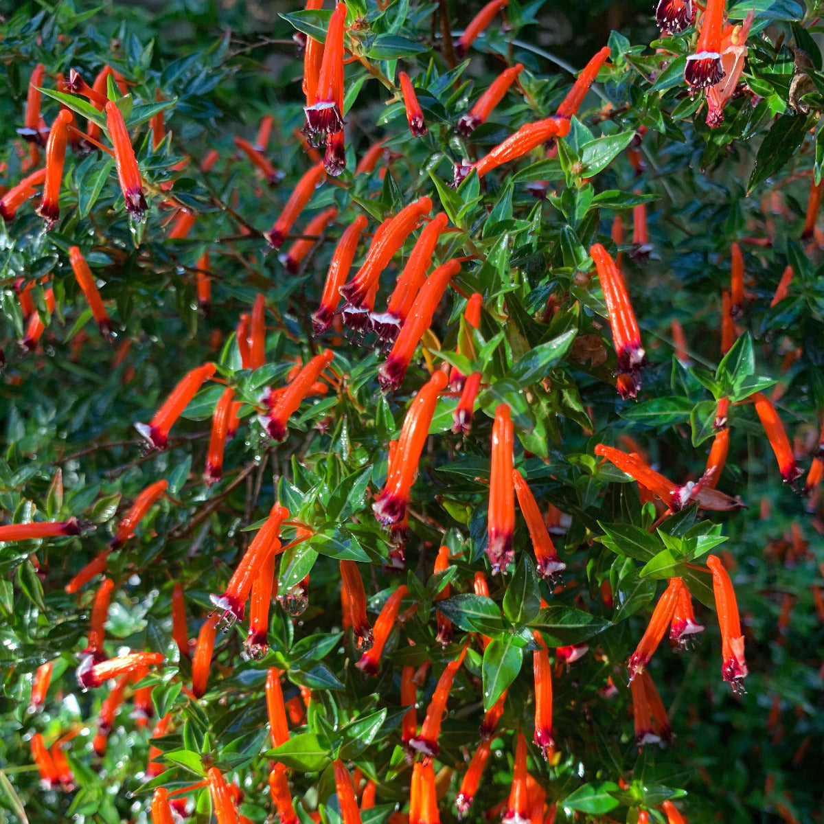 Cuphea Ignea Flower Seeds