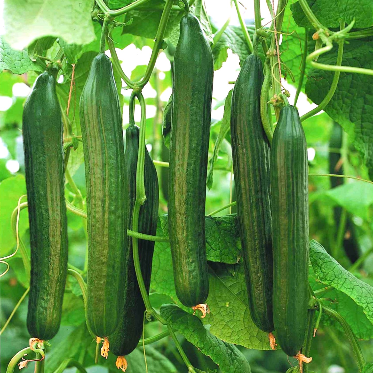 English Telegraph Cucumber Seeds for Planting – Heirloom, Non-GMO, Long Green Slicer, Easy to Grow