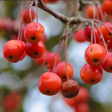 Malus Hupehensis Fruchtsamen