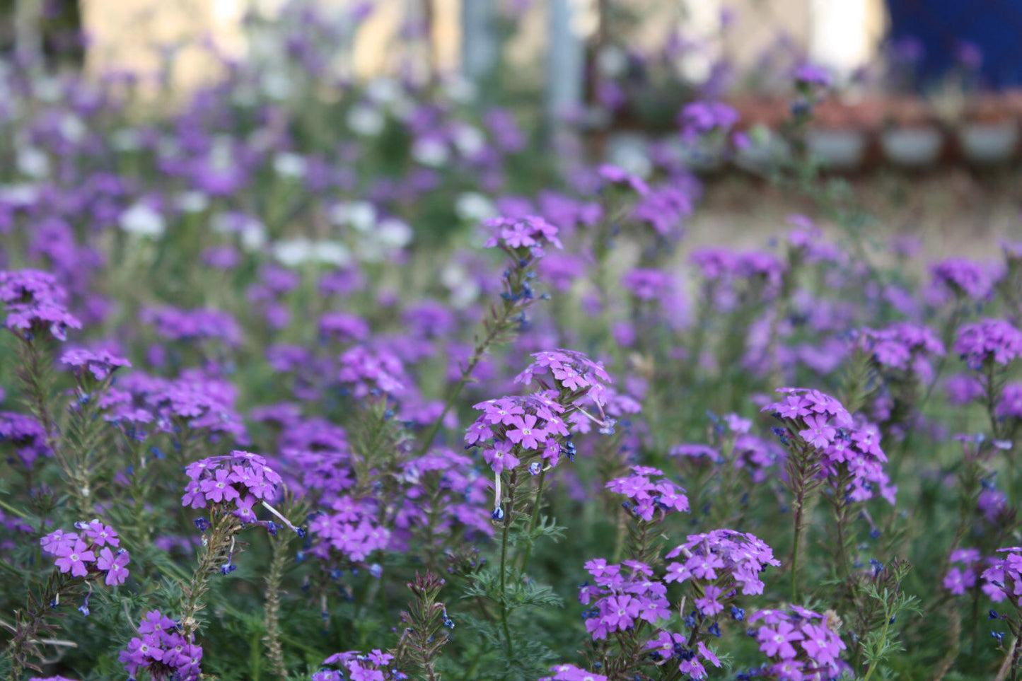 Moss Verbena Flower Seeds