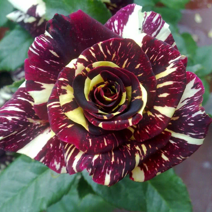 Black Dragon Rose Flower Seeds