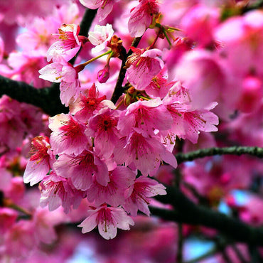 Japanese Cherry Flower Seeds