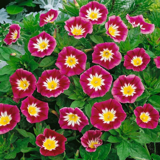 Dwarf Morning Glory Red Ensign Flower Seeds