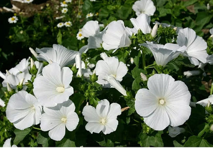 25 Snow White Hibiscus Flower Seeds