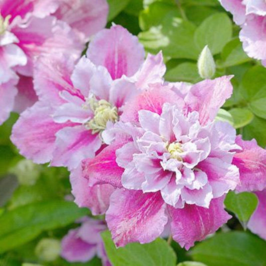Double White Pink Clematis Flower Seeds
