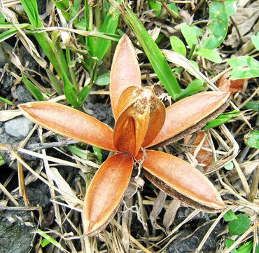 Cedrela Odorata Pflanzensamen