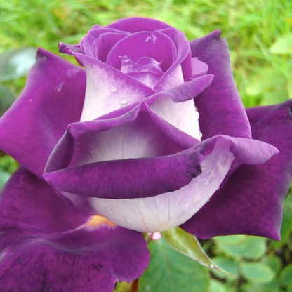 White Purple Rose Flower Seeds