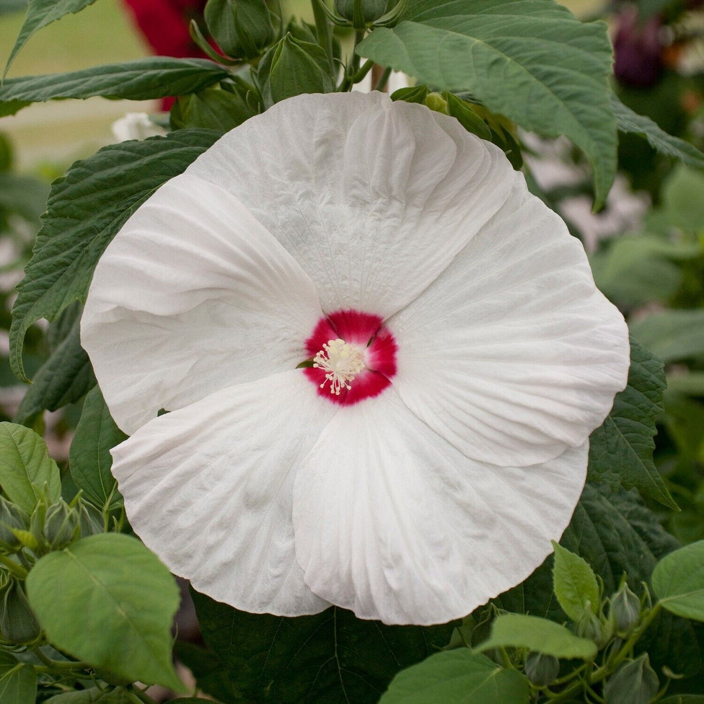 White Eye Hibiscus Flower Seeds